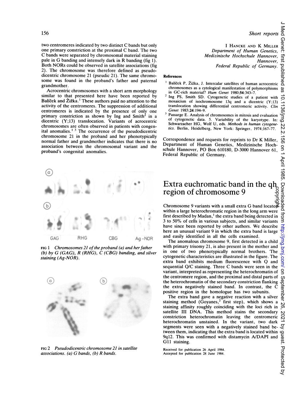 Extra Euchromatic Band in the Qh Region of Chromosome 9