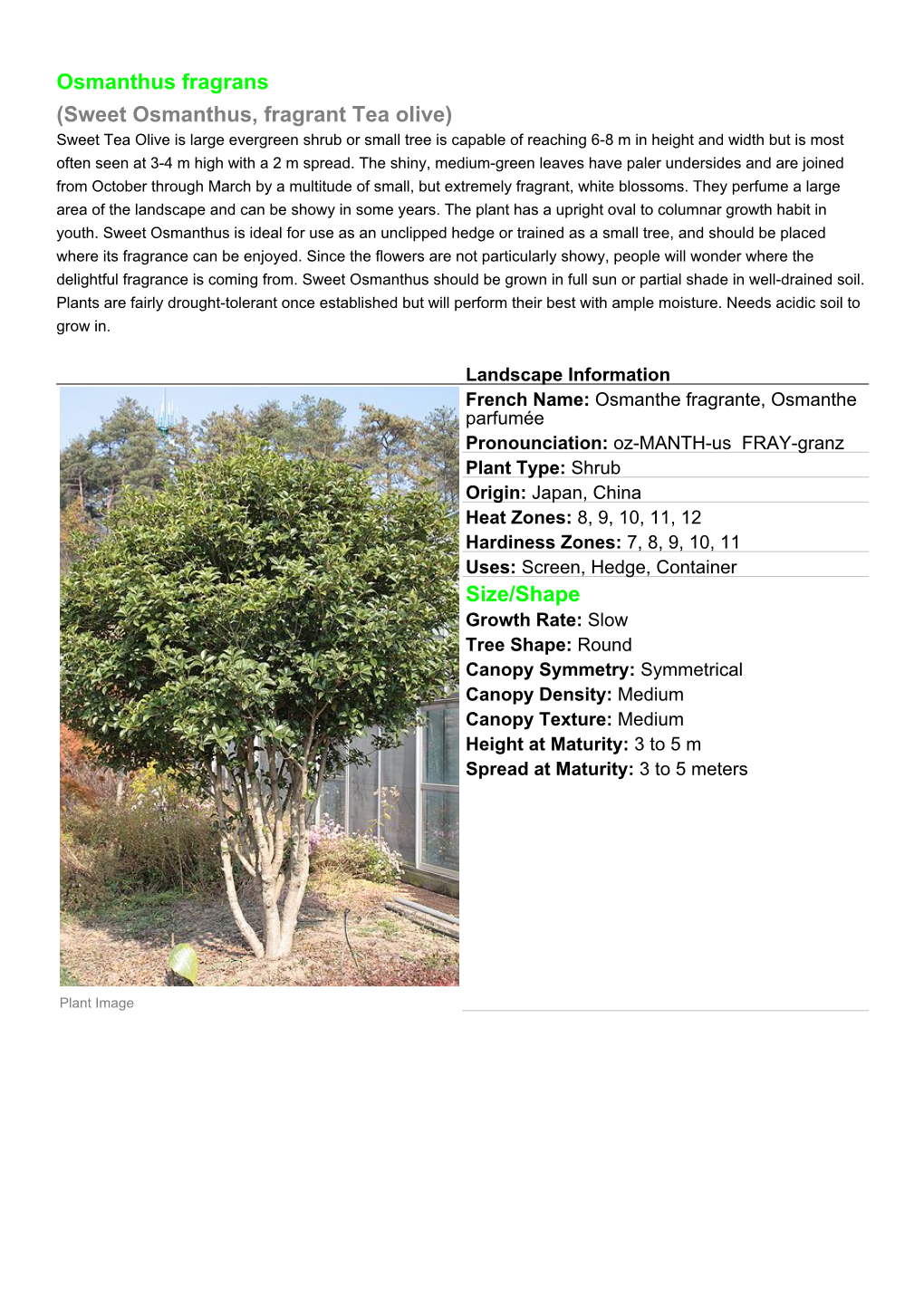 Osmanthus Fragrans