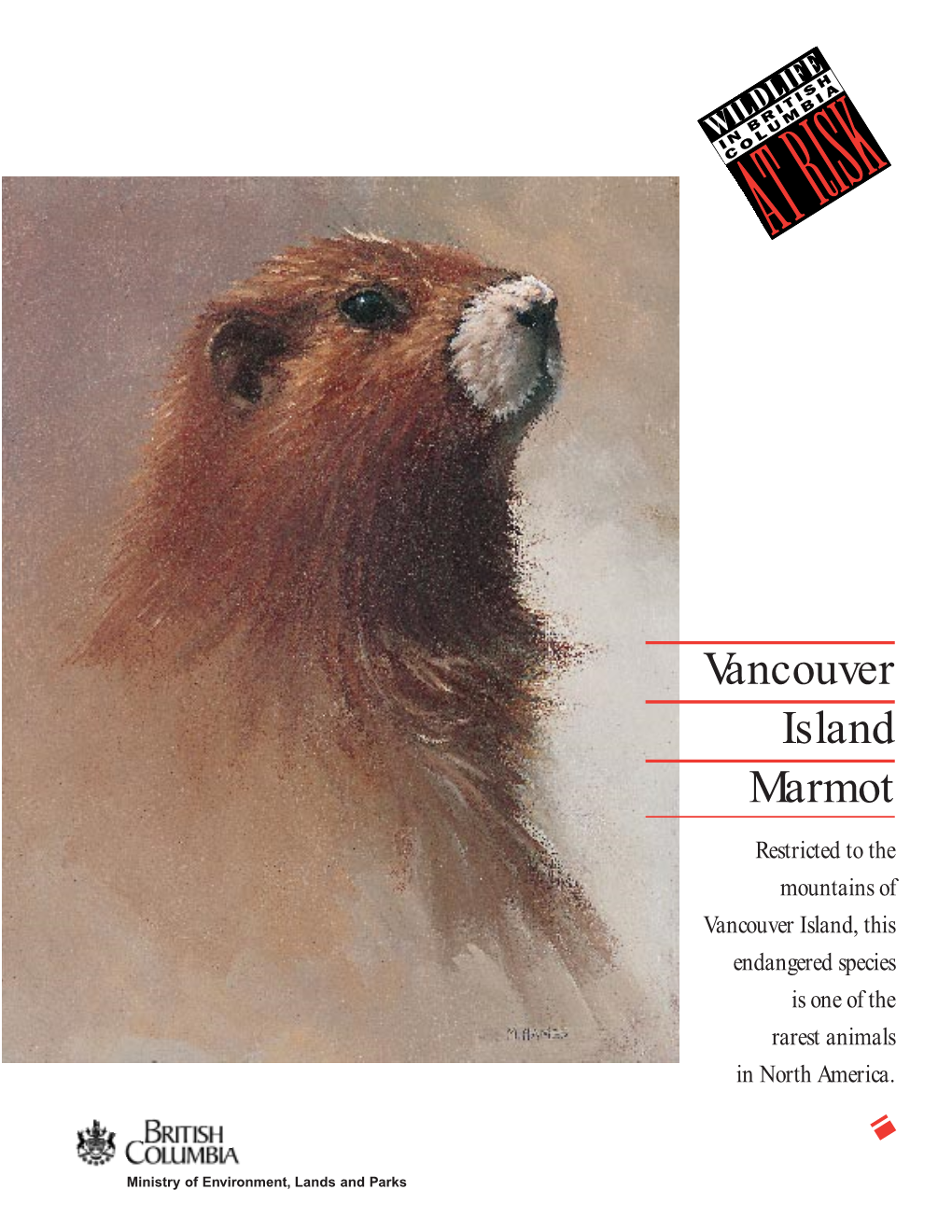 Vancouver Island Marmot