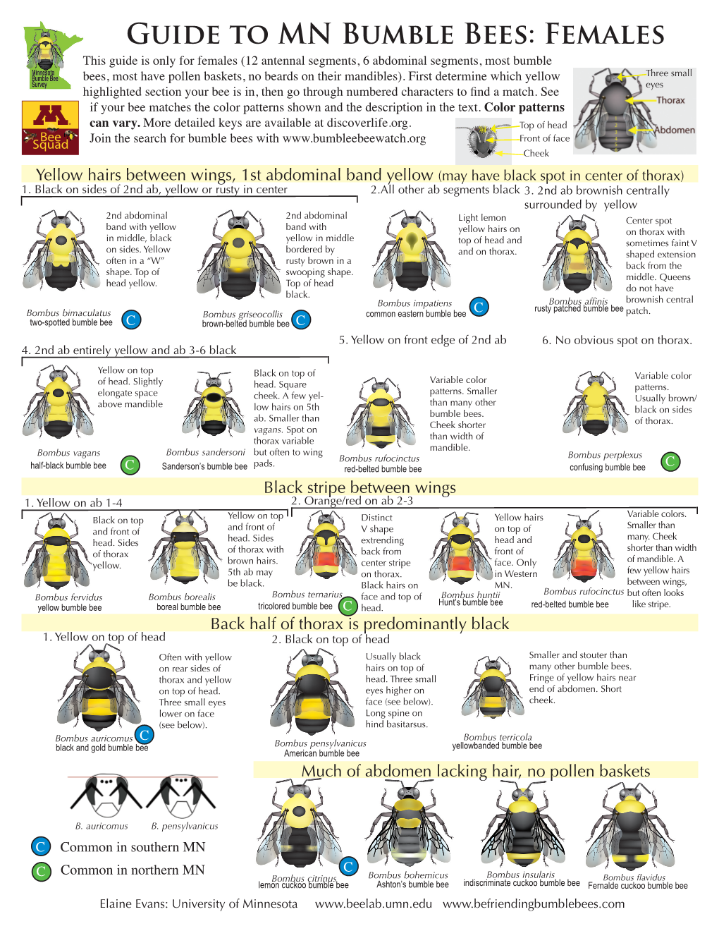 Guide to MN Bumble Bees: Females