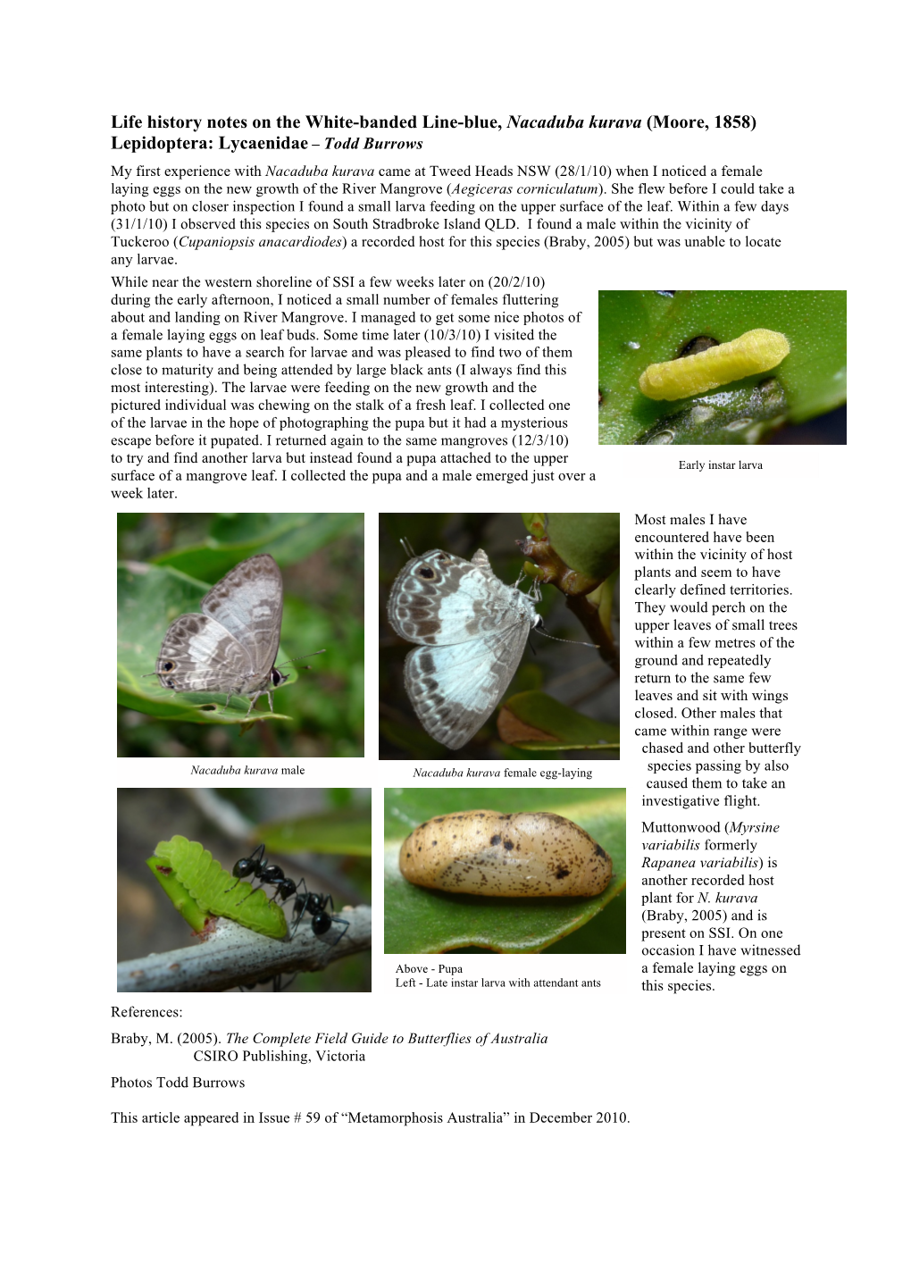 Life History Notes on the White-Banded Line-Blue, Nacaduba Kurava (Moore, 1858) Lepidoptera: Lycaenidae – Todd Burrows