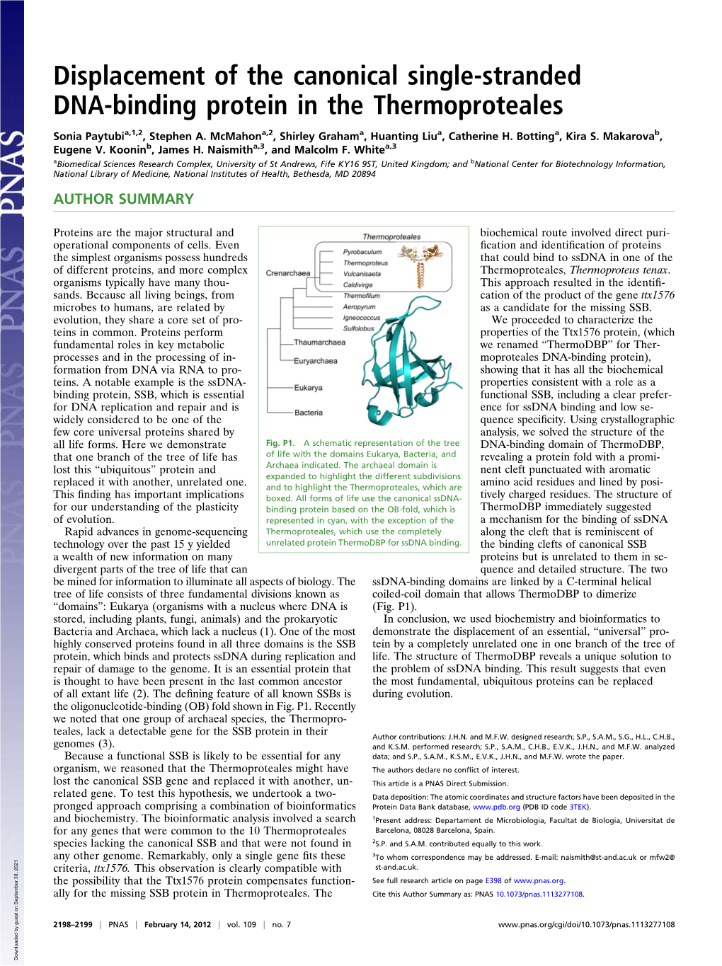 Displacement of the Canonical Single-Stranded DNA-Binding Protein in the Thermoproteales