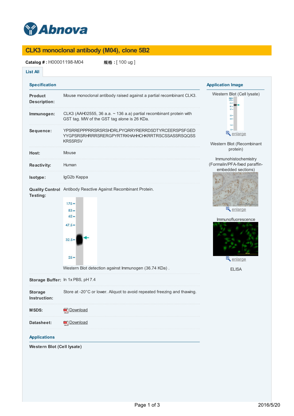 CLK3 Monoclonal Antibody (M04), Clone 5B2