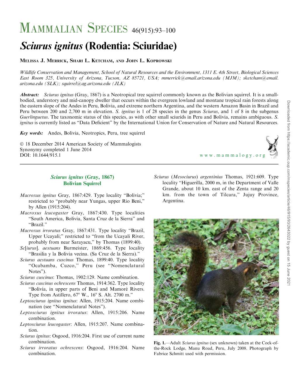 Sciurus Ignitus (Rodentia: Sciuridae)