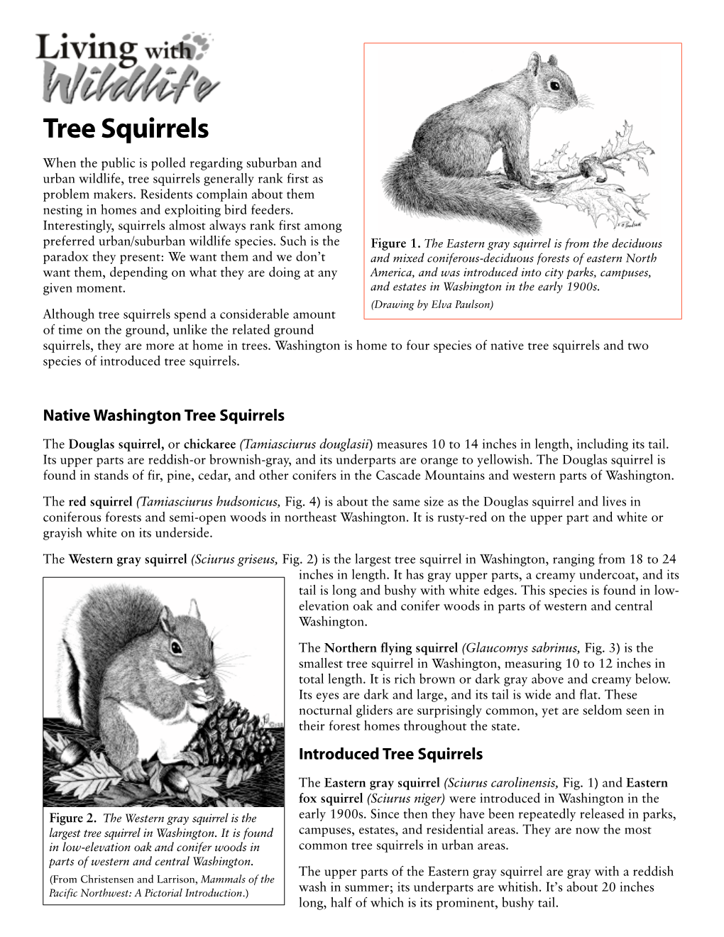 Tree Squirrels