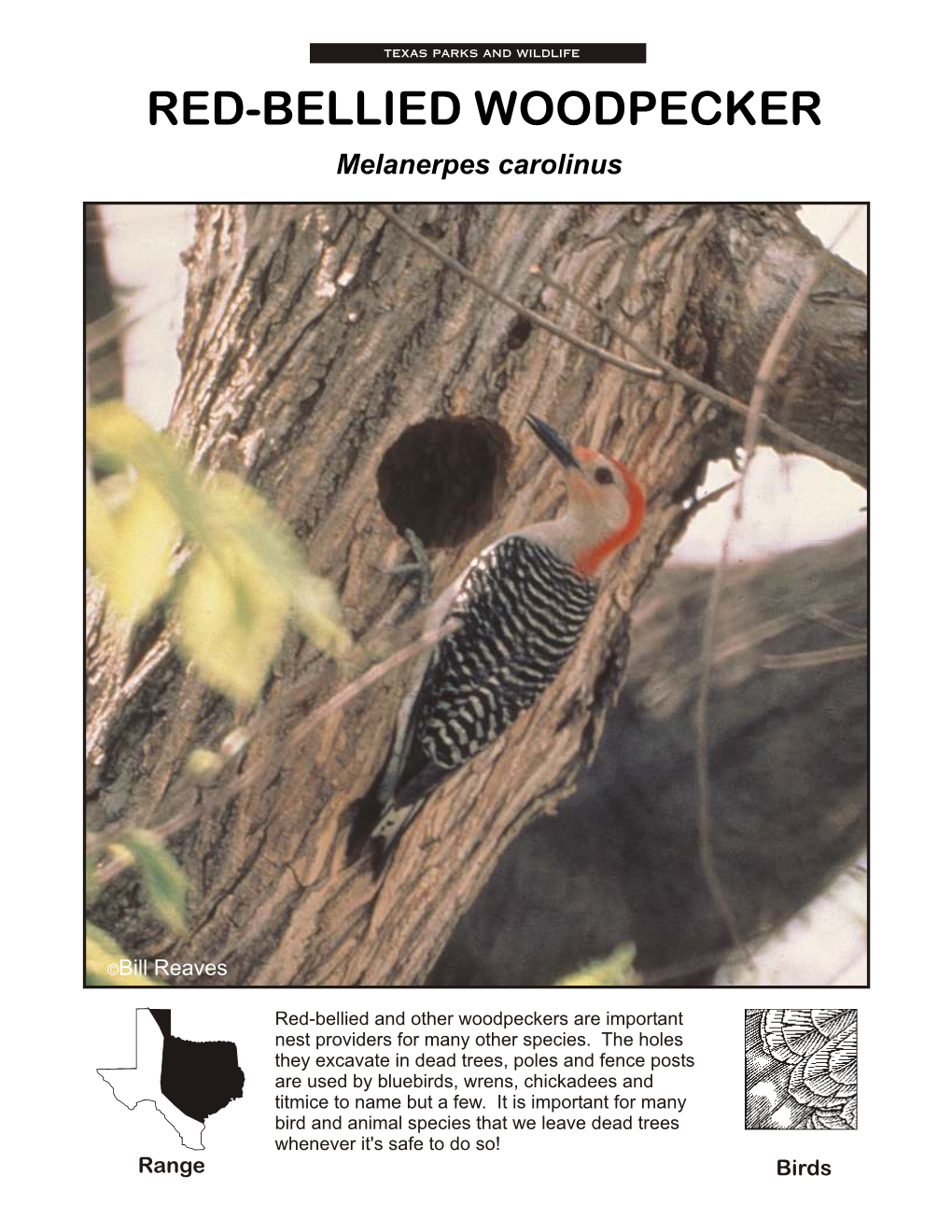 RED-BELLIED WOODPECKER Melanerpes Carolinus