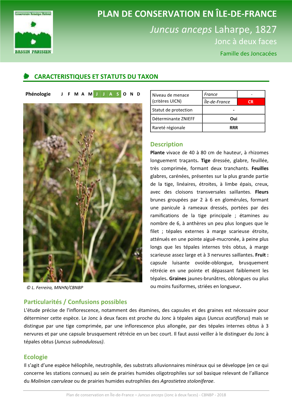 Juncus Anceps Laharpe, 1827 Jonc À Deux Faces Famille Des Joncacées