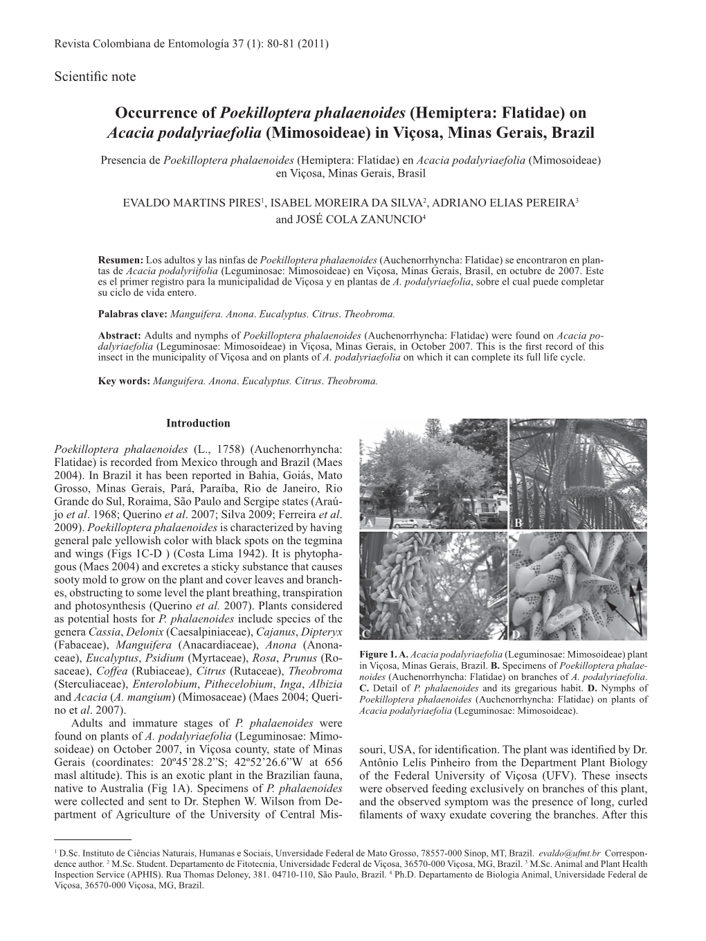 Occurrence of Poekilloptera Phalaenoides (Hemiptera: Flatidae) on Acacia Podalyriaefolia (Mimosoideae) in Viçosa, Minas Gerais, Brazil