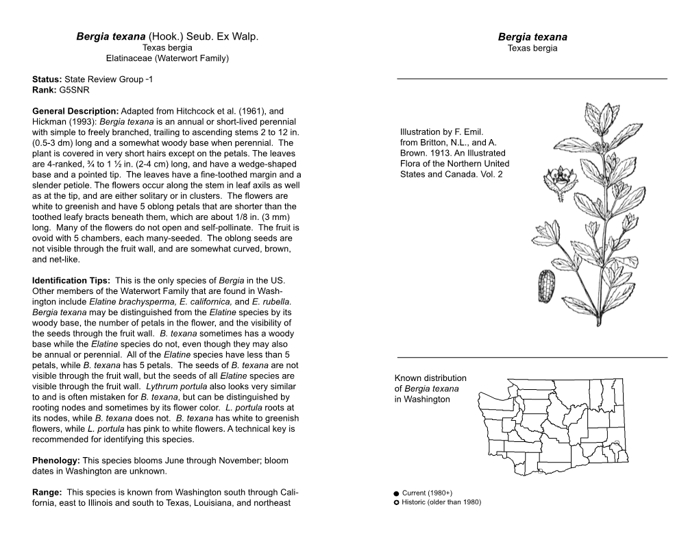 Bergia Texana (Hook.) Seub