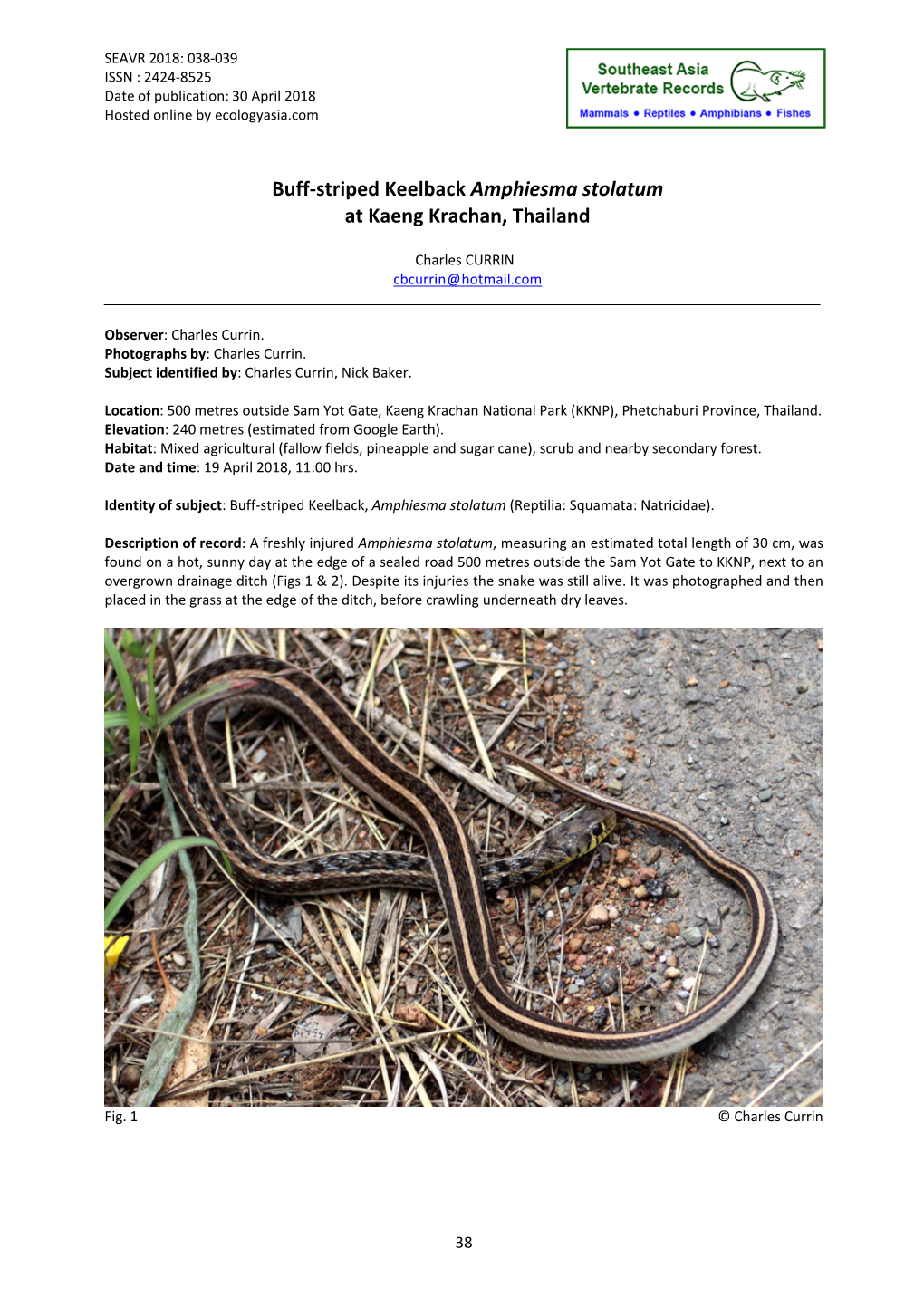 Buff-Striped Keelback Amphiesma Stolatum at Kaeng Krachan, Thailand