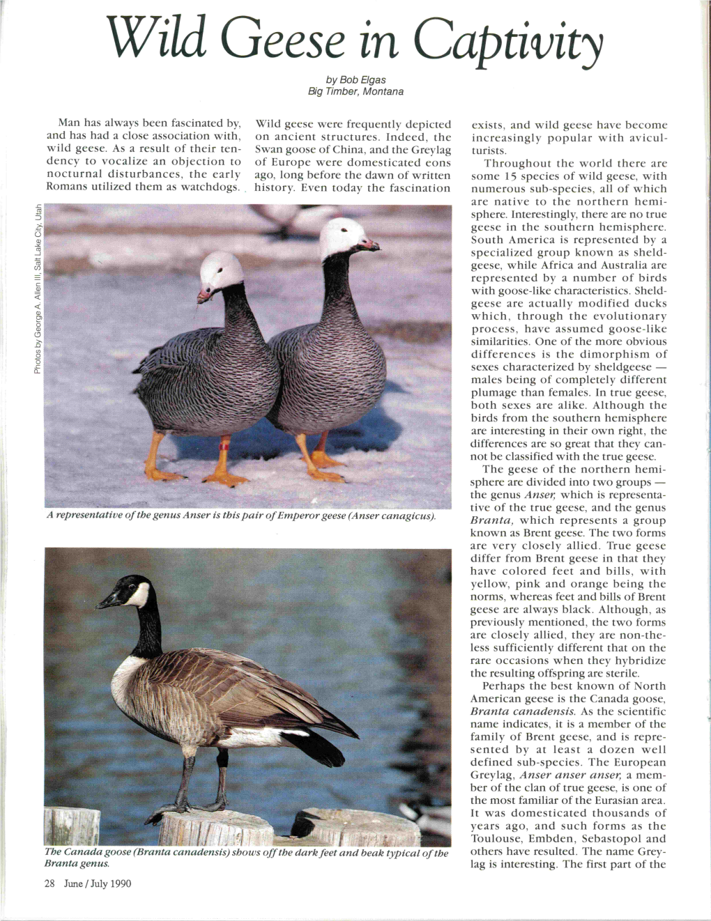 Wild Geese in Captivity by Bob Elgas Big Timber, Montana