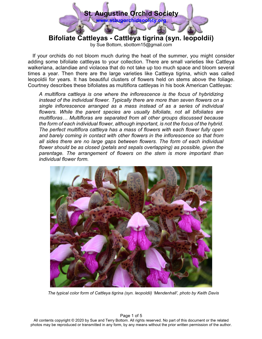 Bifoliate Cattleyas - Cattleya Tigrina (Syn