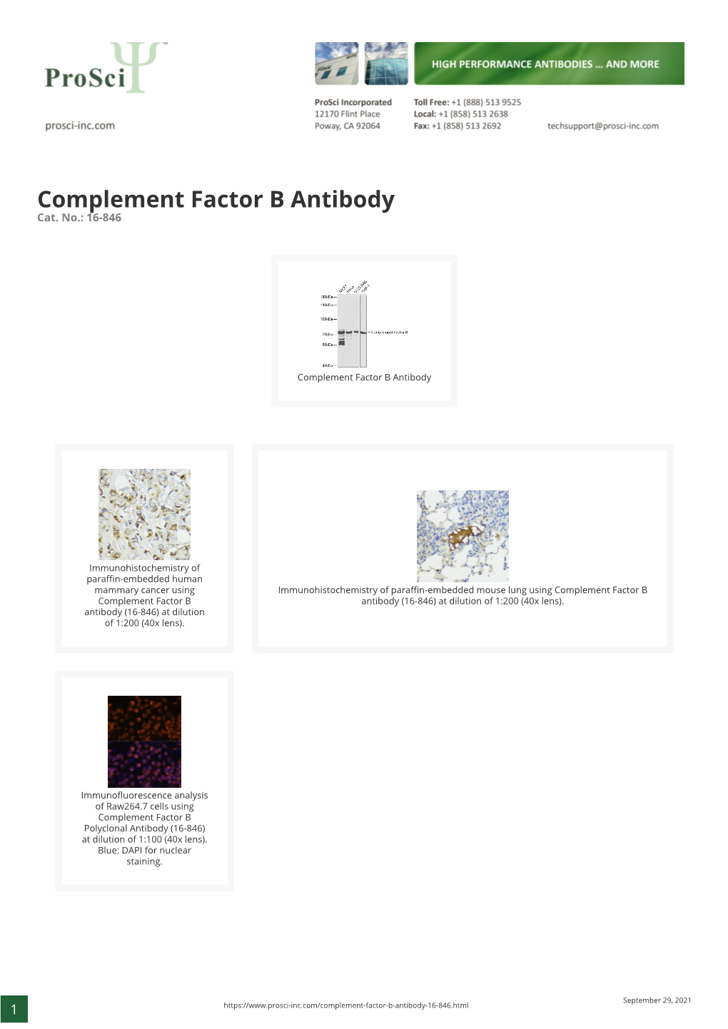 Complement Factor B Antibody Cat