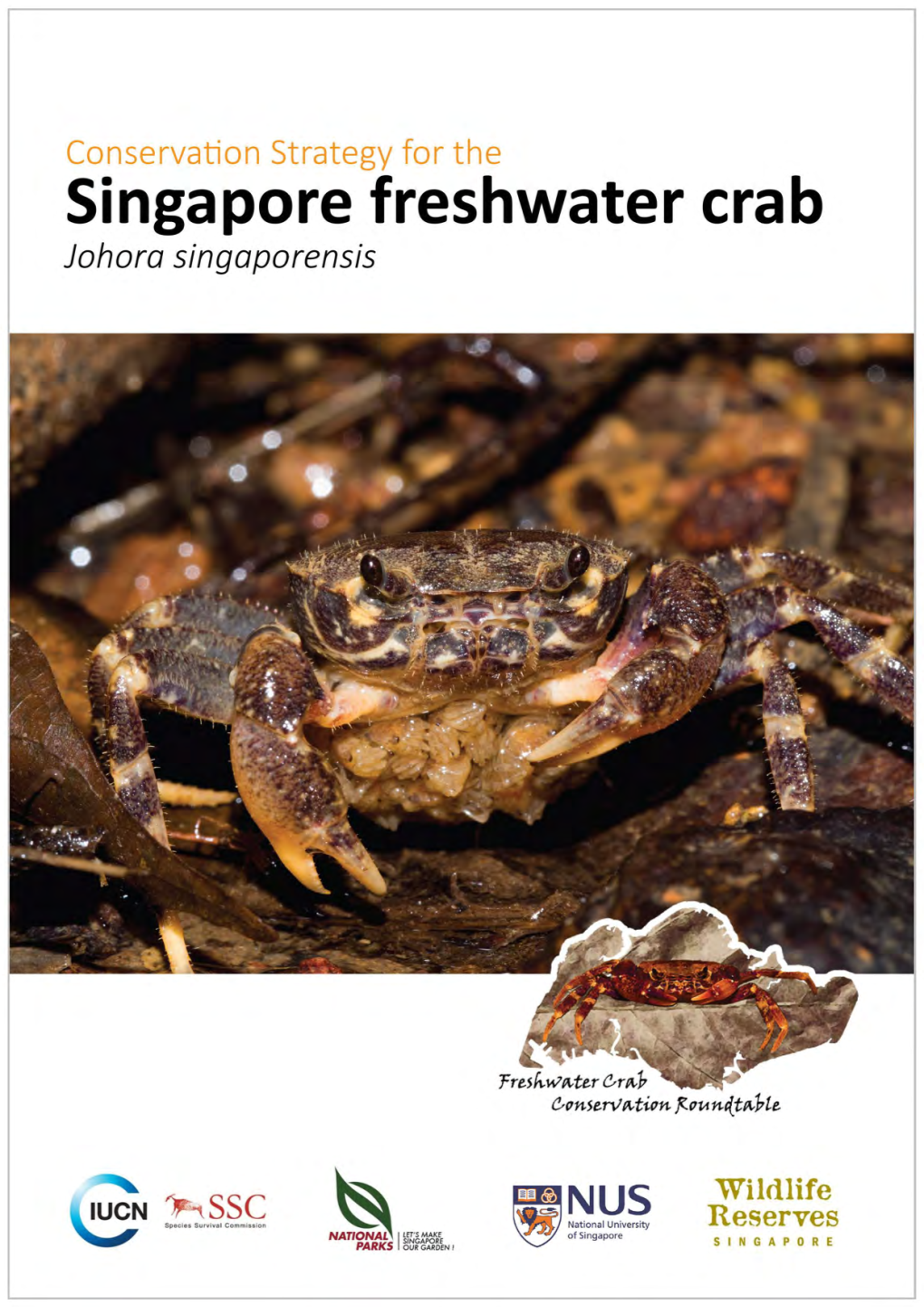 Singapore Freshwater Crab Johora Singaporensis