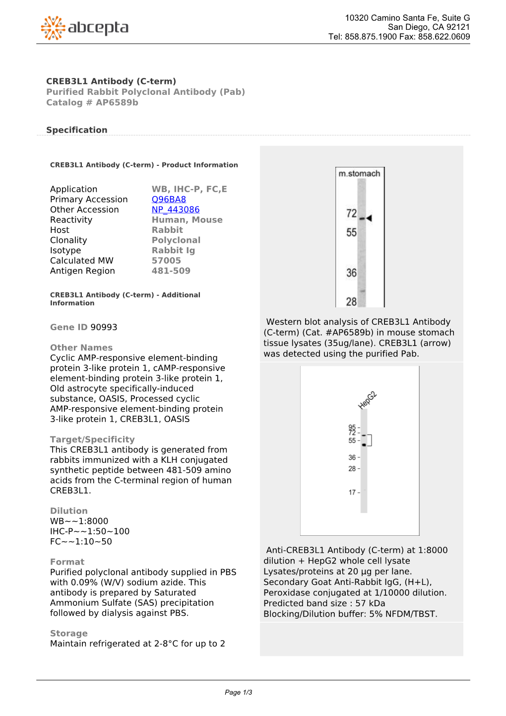 CREB3L1 Antibody (C-Term) Purified Rabbit Polyclonal Antibody (Pab) Catalog # Ap6589b