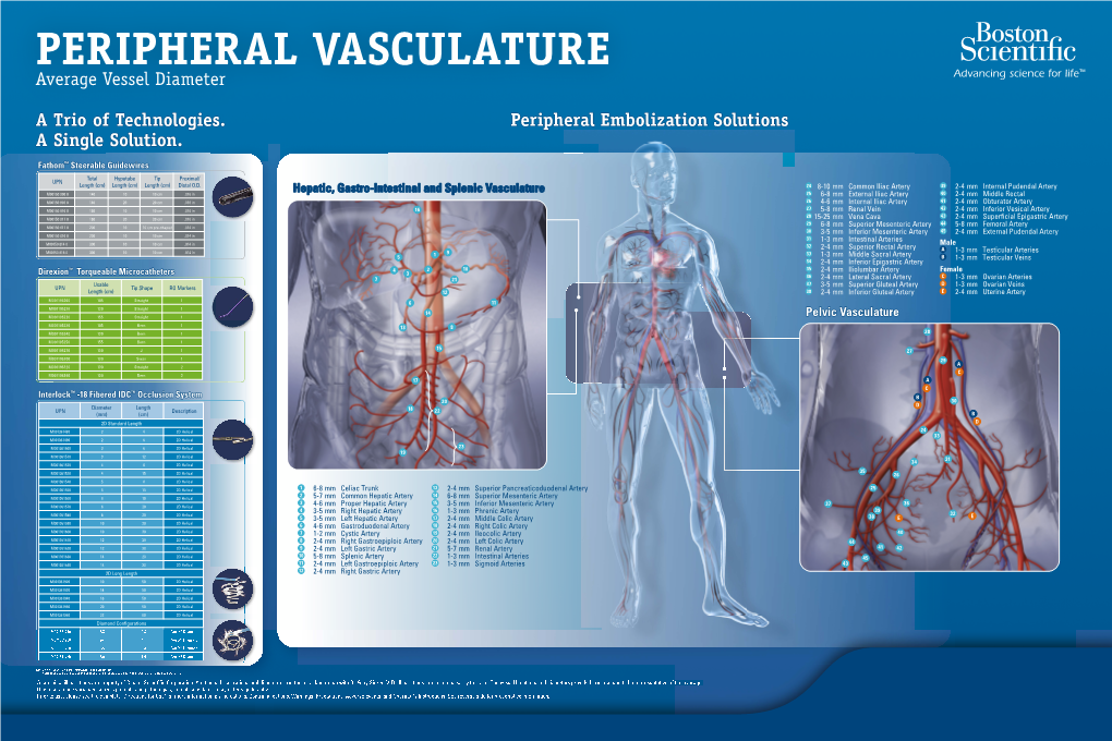 PERIPHERAL VASCULATURE Average Vessel Diameter