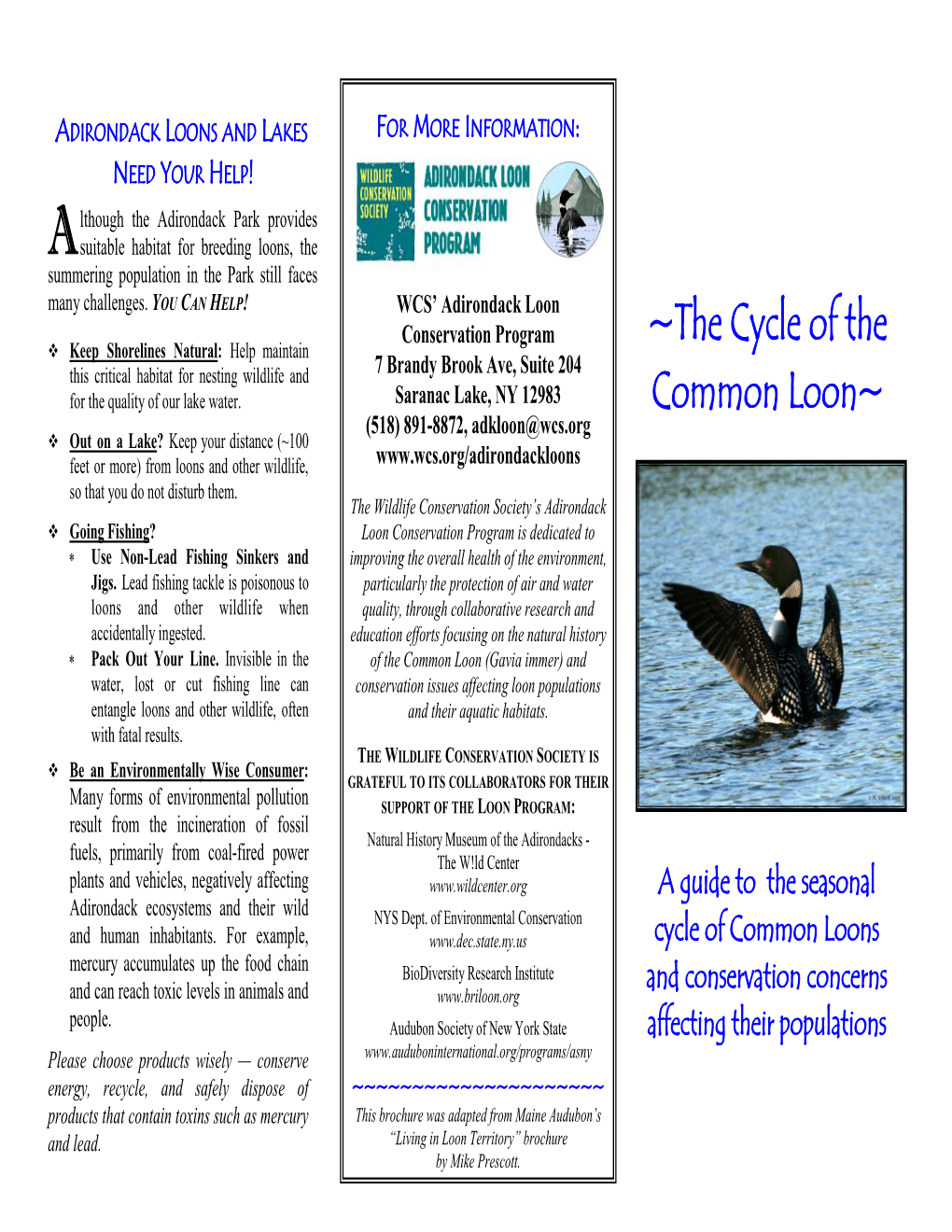 The Cycle of the Common Loon (Brochure)