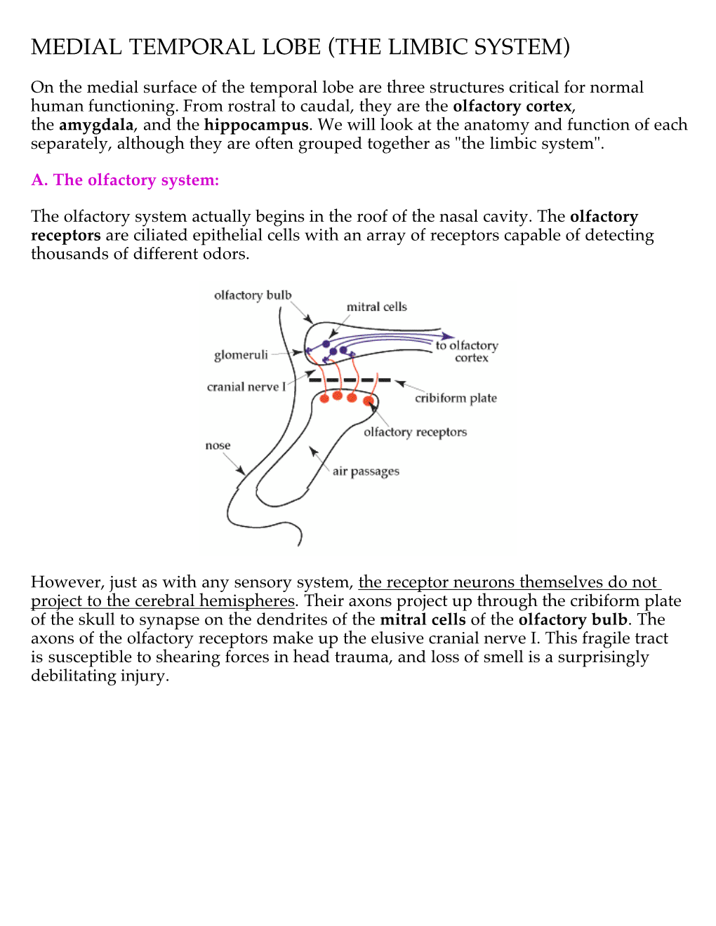 Medial Temporal Lobe (The Limbic System)