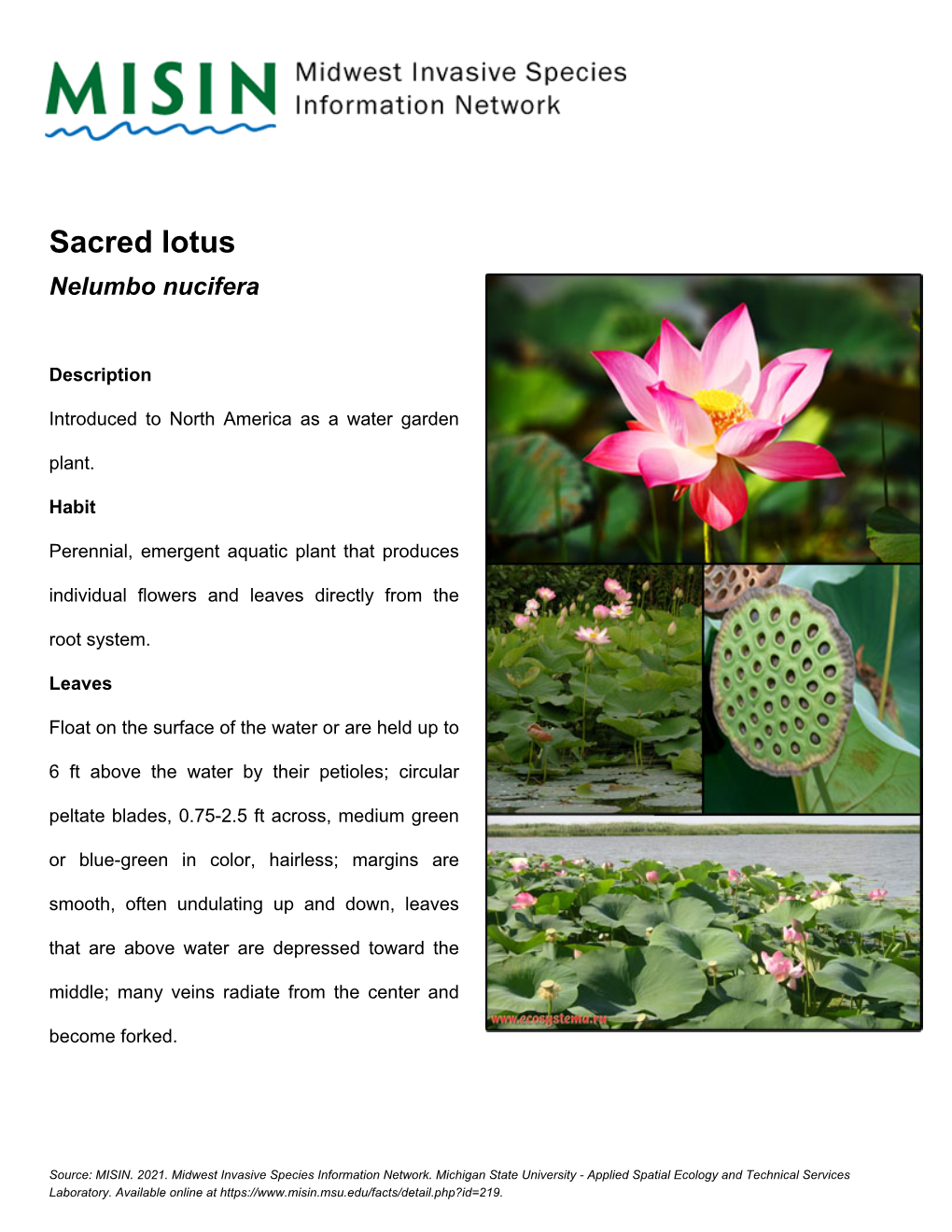 Sacred Lotus Nelumbo Nucifera