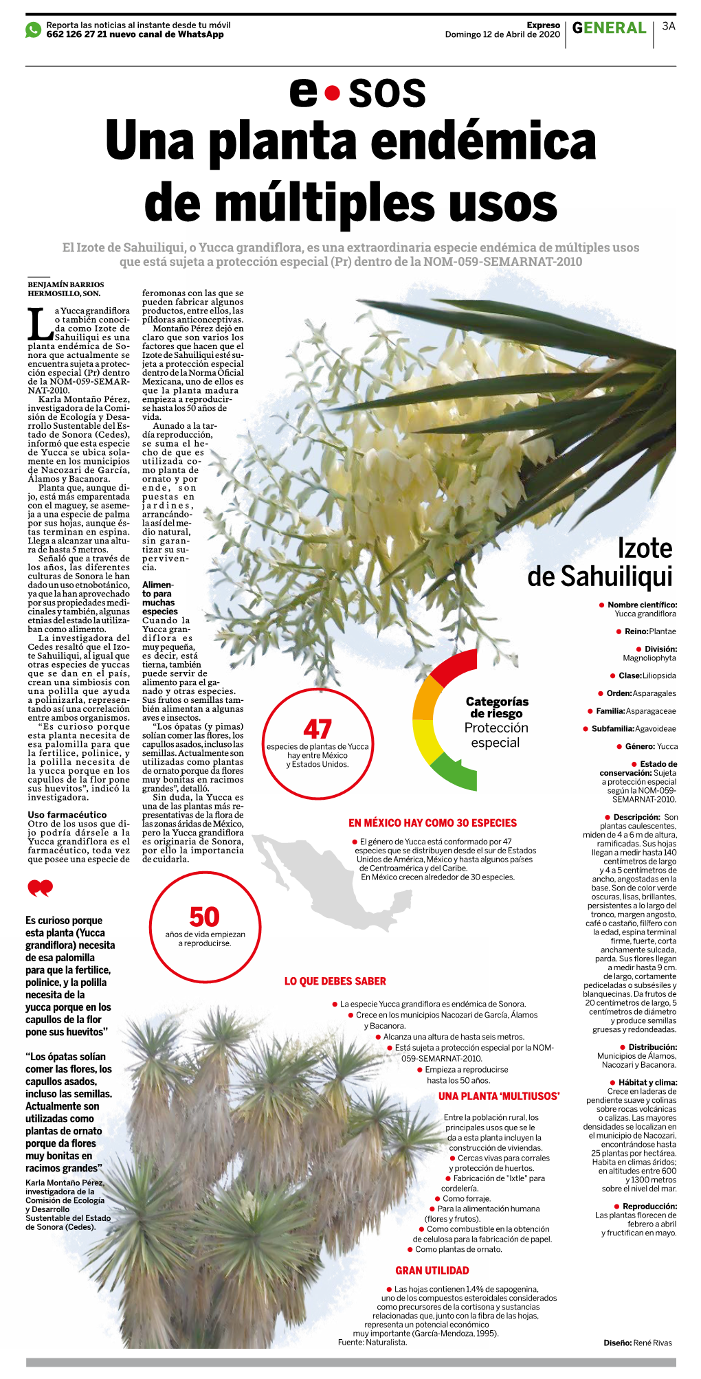 Una Planta Endémica De Múltiples Usos