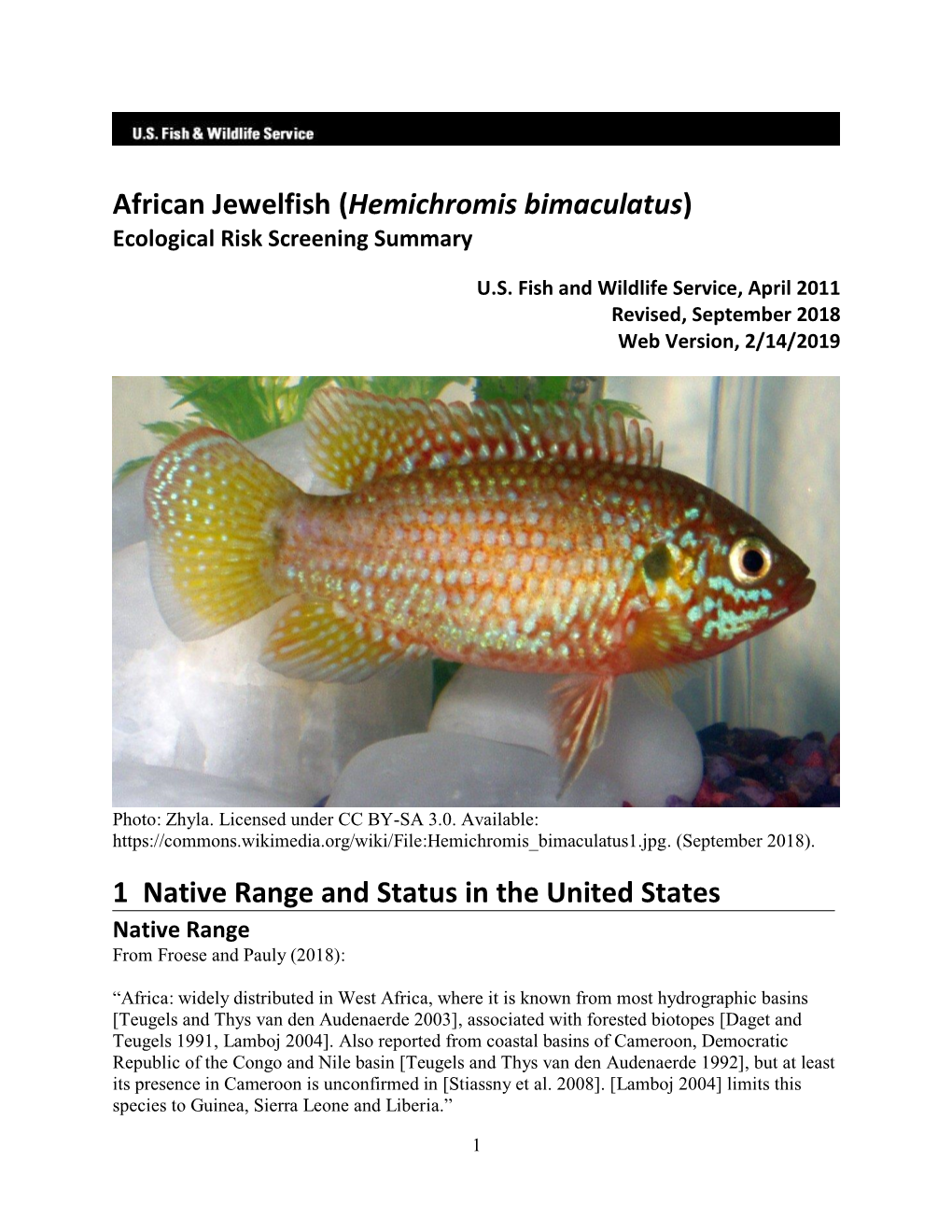 Hemichromis Bimaculatus (African Jewelfish)