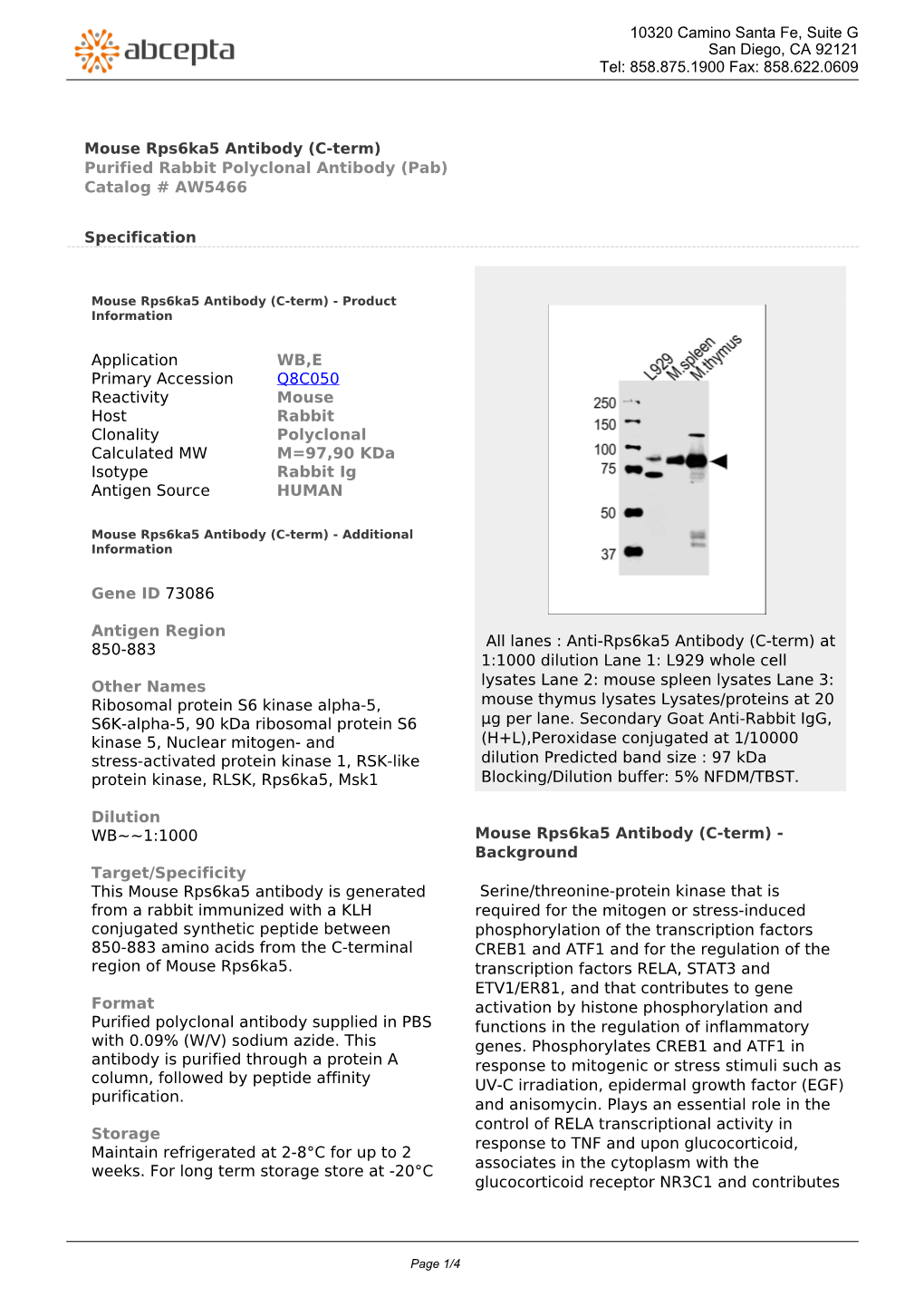 Mouse Rps6ka5 Antibody (C-Term) Purified Rabbit Polyclonal Antibody (Pab) Catalog # AW5466