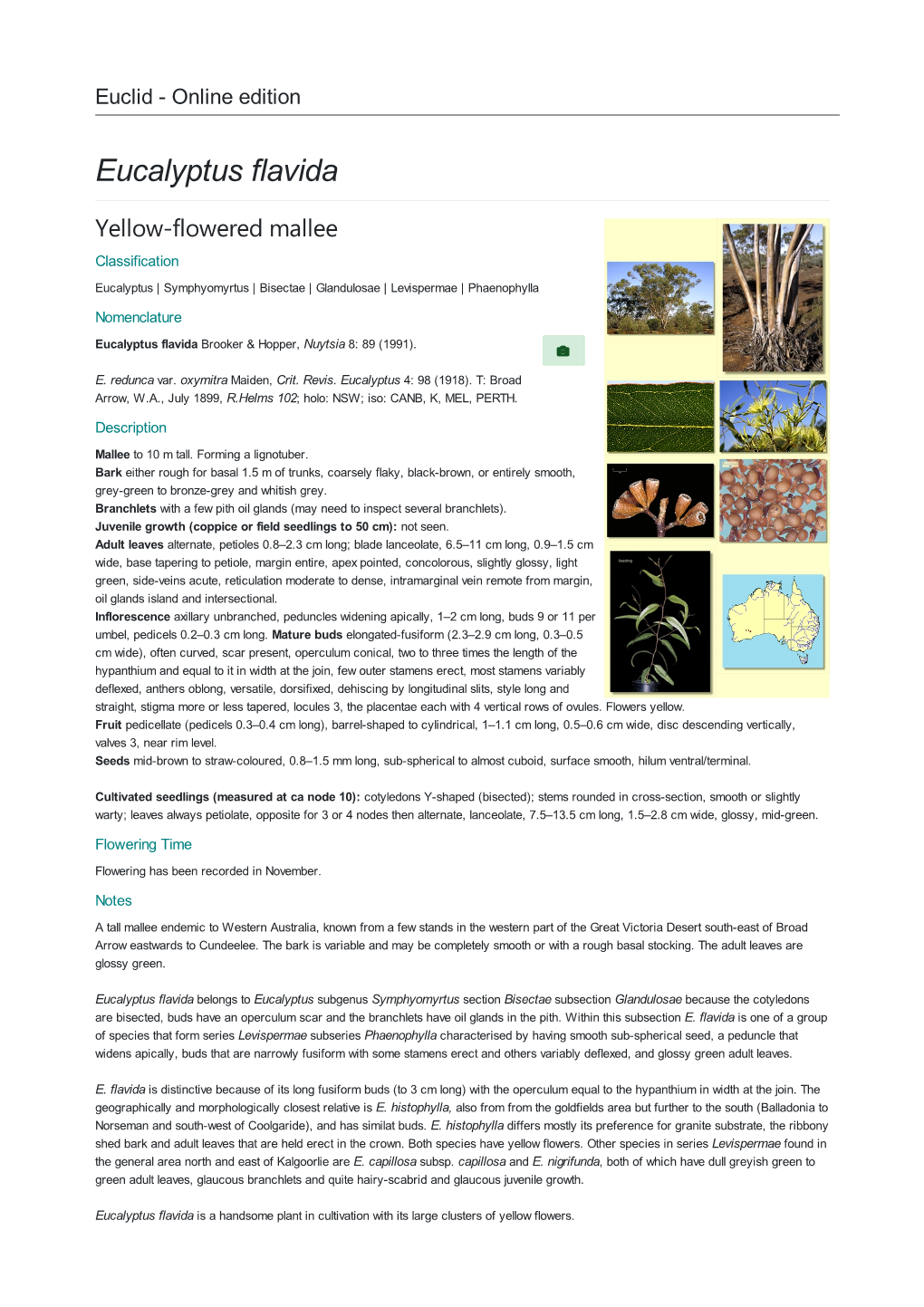 Eucalyptus Flavida Yellow-Flowered Mallee Classification Eucalyptus | Symphyomyrtus | Bisectae | Glandulosae | Levispermae | Phaenophylla Nomenclature