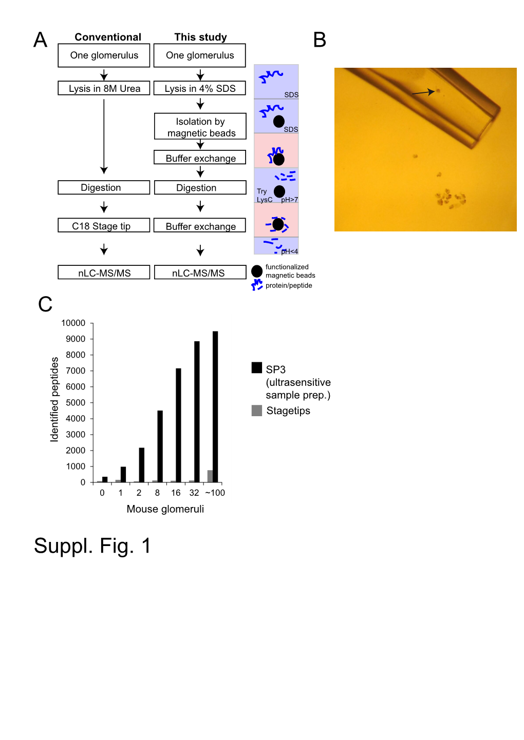 Suppl. Fig. 1 A