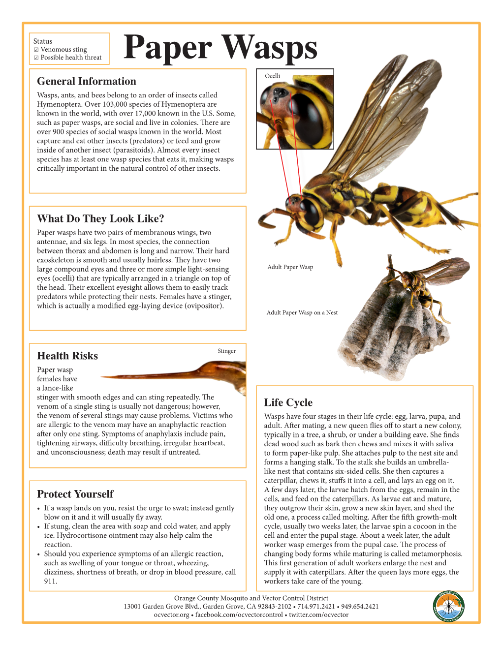 Paper Wasps Ocelli General Information Wasps, Ants, and Bees Belong to an Order of Insects Called Hymenoptera