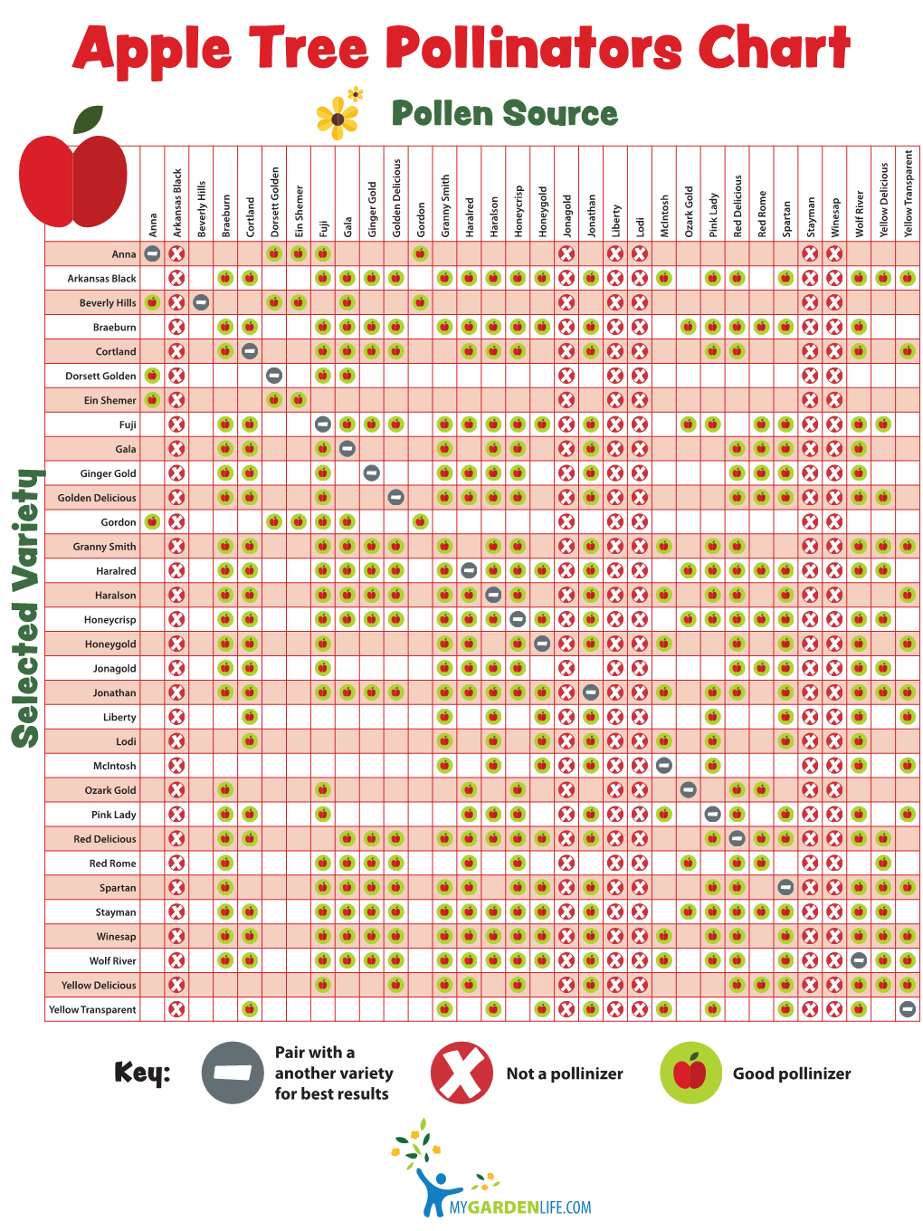 Apple Tree Pollinators Chart