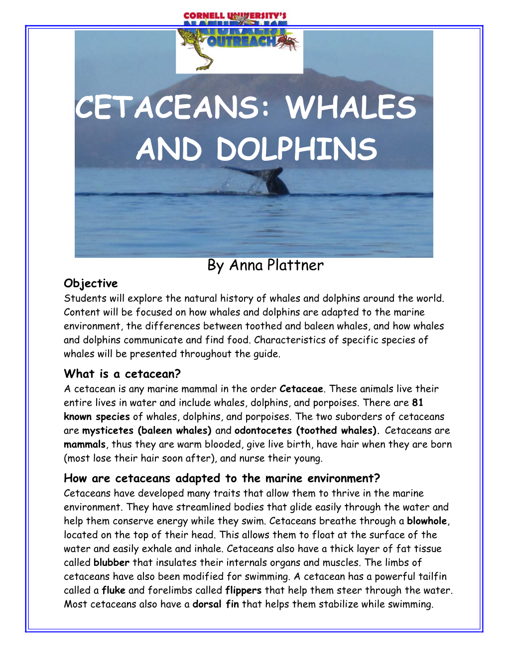 Cetaceans: Whales and Dolphins