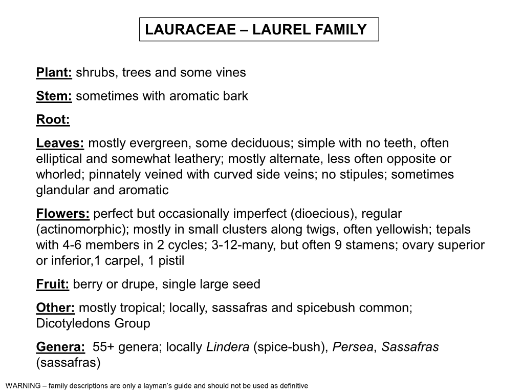 Lauraceae – Laurel Family