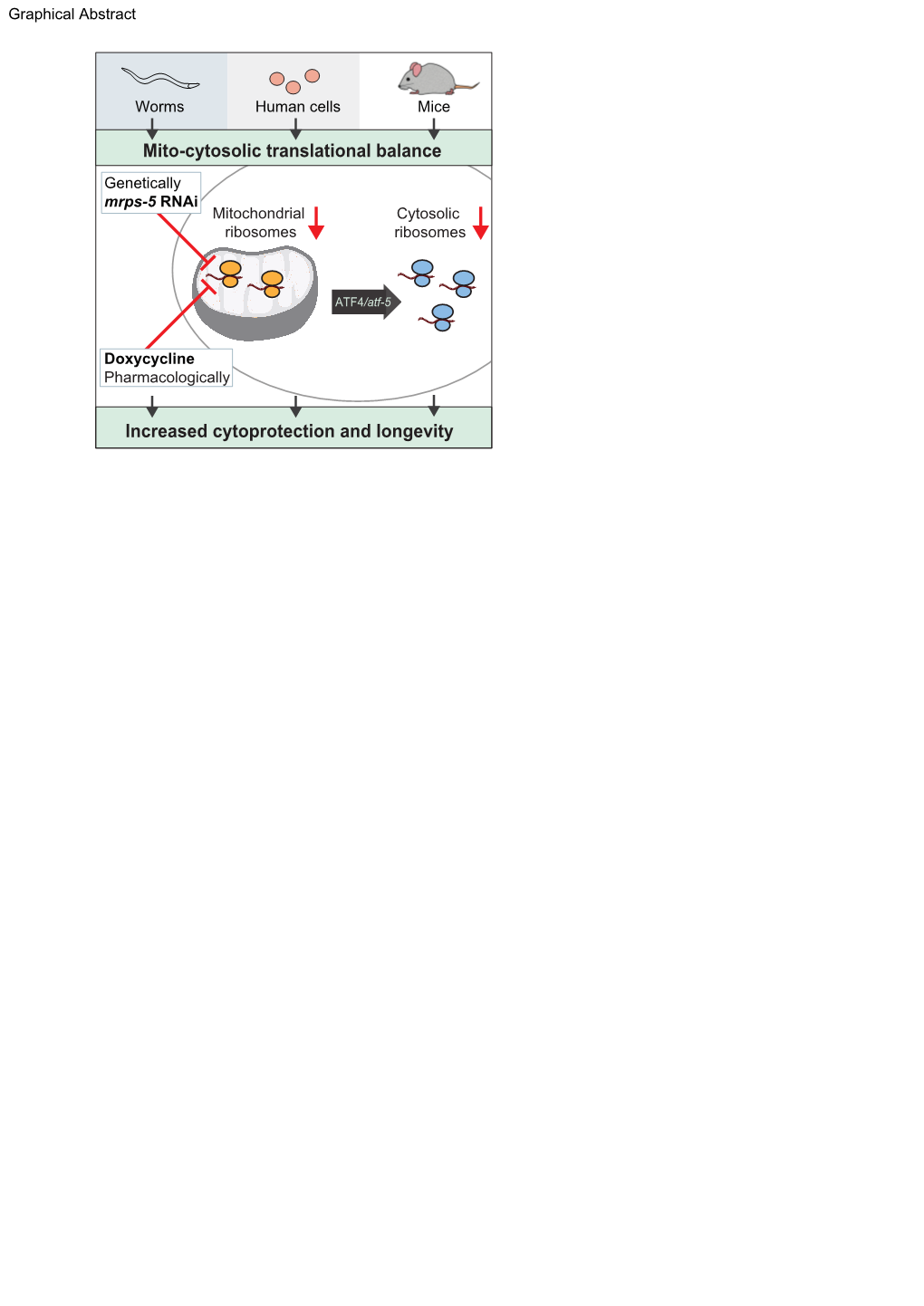 Mito-Cytosolic Translational Balance Increased Cytoprotection And