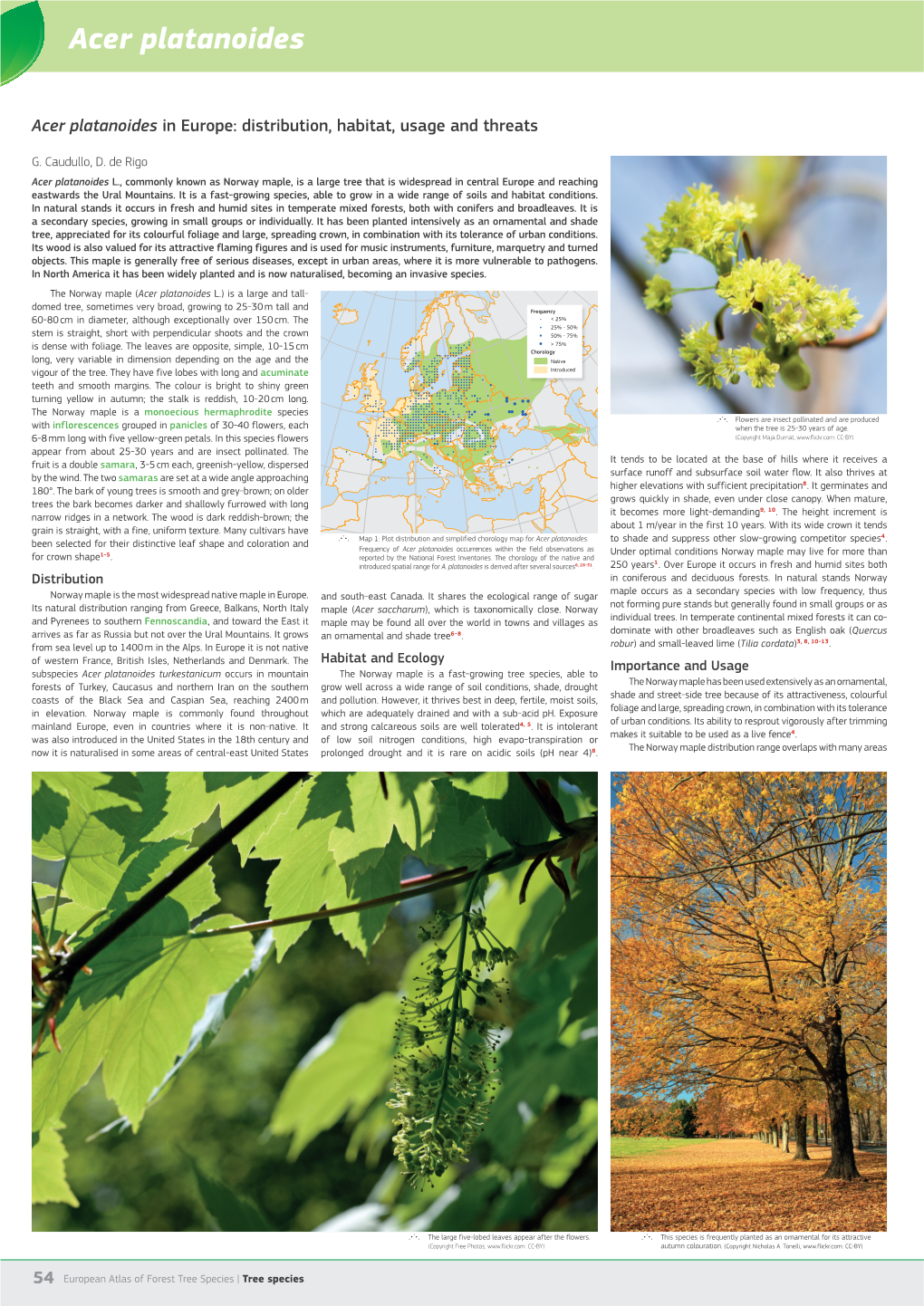 Acer Platanoides in Europe: Distribution, Habitat, Usage and Threats