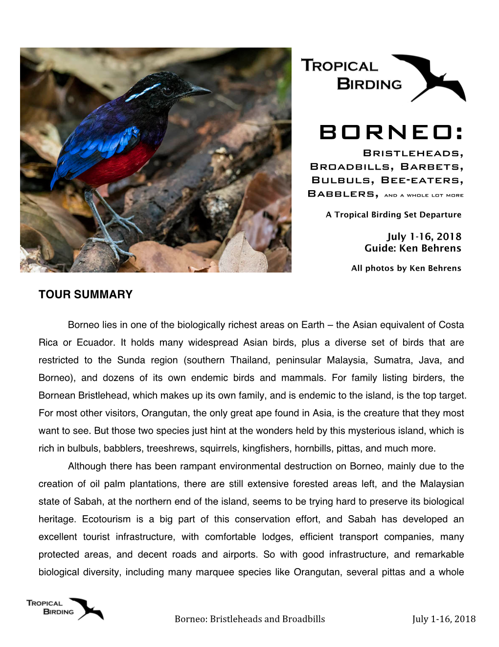 BORNEO: Bristleheads, Broadbills, Barbets, Bulbuls, Bee-Eaters, Babblers, and a Whole Lot More