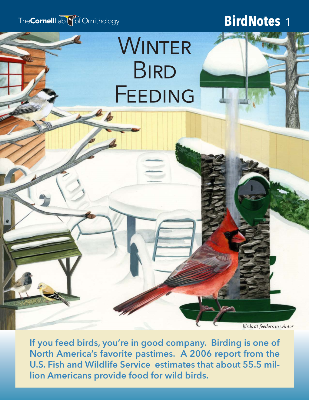 Winter Bird Feeding