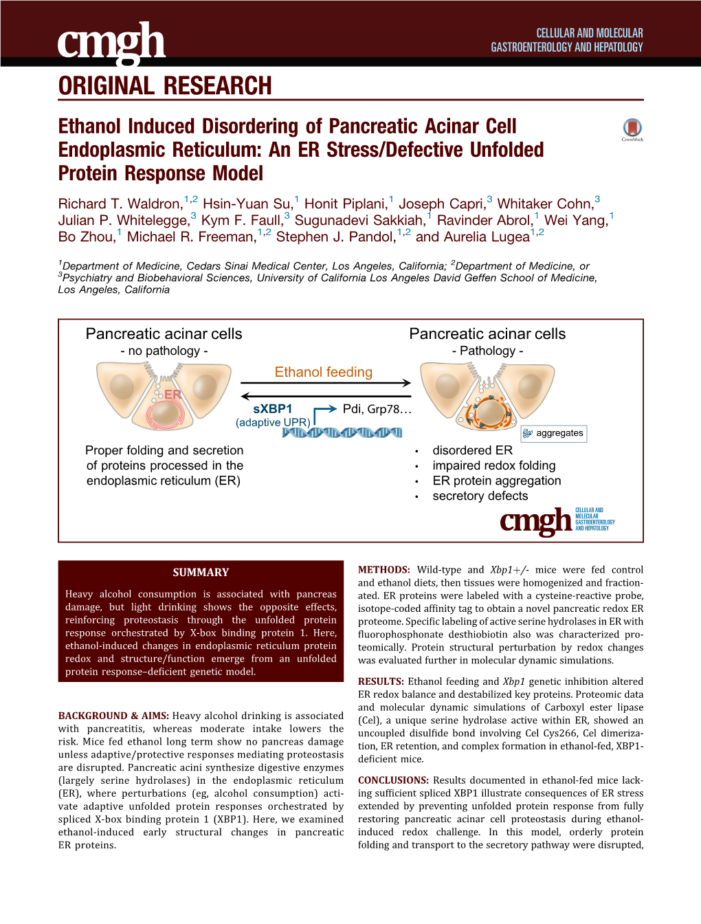 An ER Stress/Defective Unfolded Protein Response Model Richard T