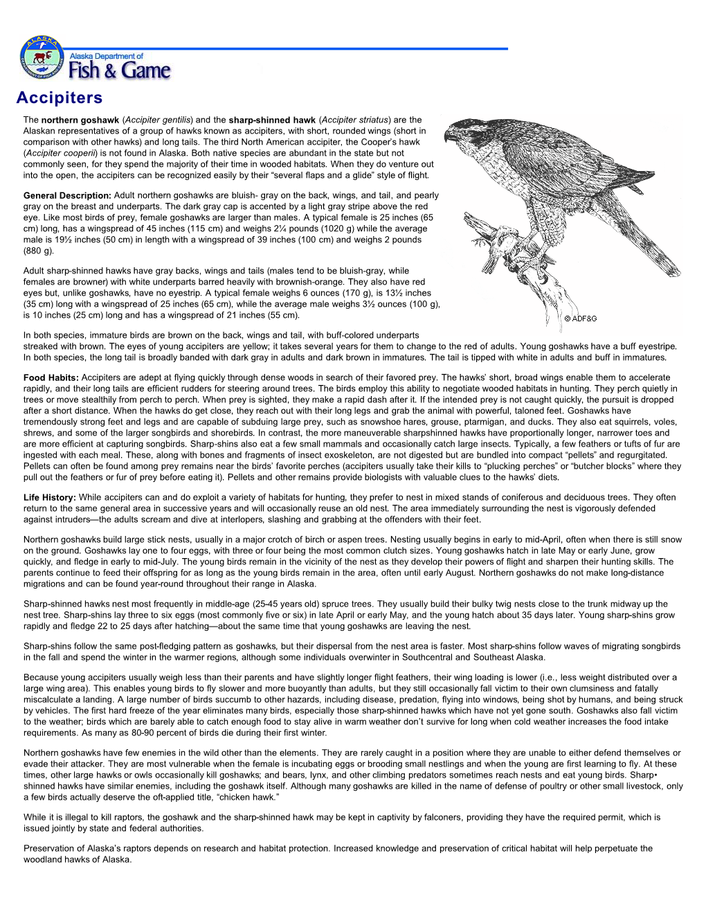 Accipiters.Pdf