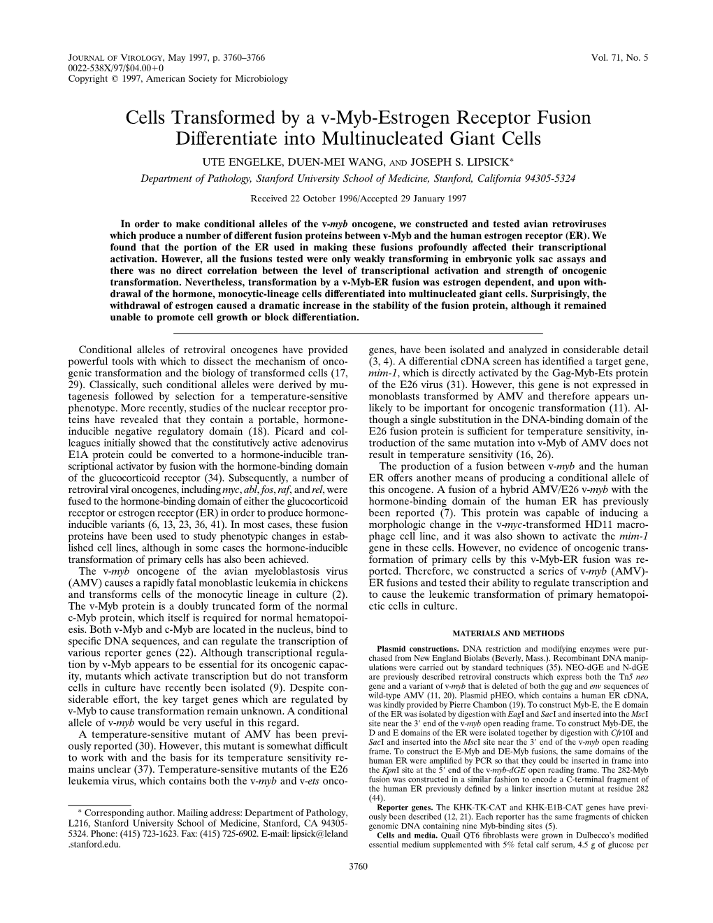 Cells Transformed by a V-Myb-Estrogen Receptor Fusion Differentiate Into Multinucleated Giant Cells