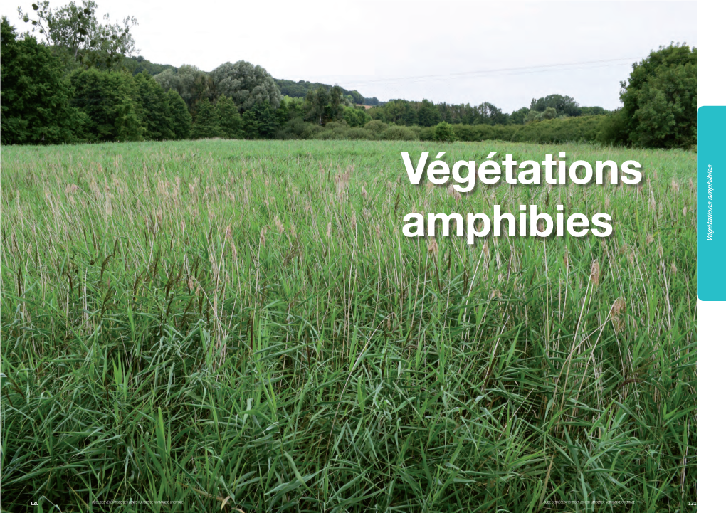 Végétations Amphibies