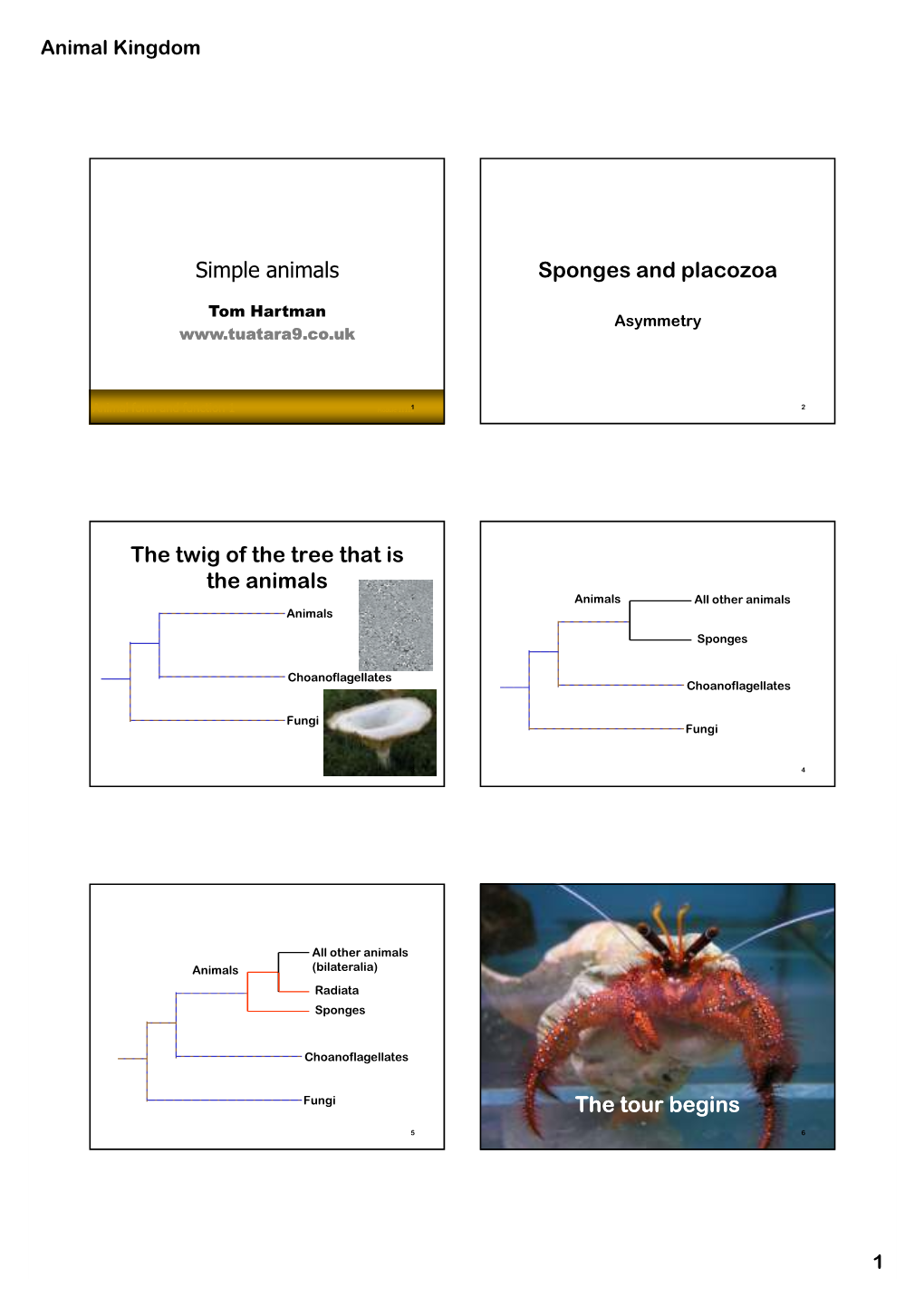 Simple Animals Sponges and Placozoa the Twig of the Tree That Is the Animals the Tour Begins