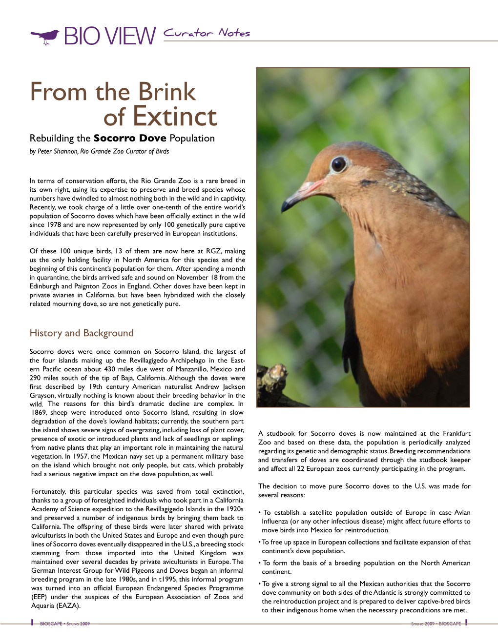 Of Extinct Rebuilding the Socorro Dove Population by Peter Shannon, Rio Grande Zoo Curator of Birds