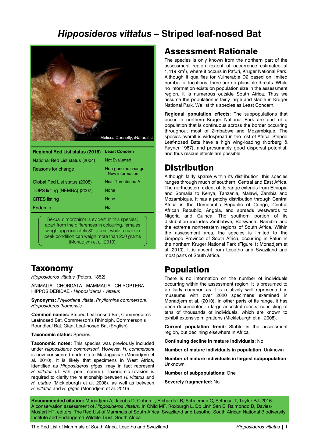 Hipposideros Vittatus – Striped Leaf-Nosed Bat