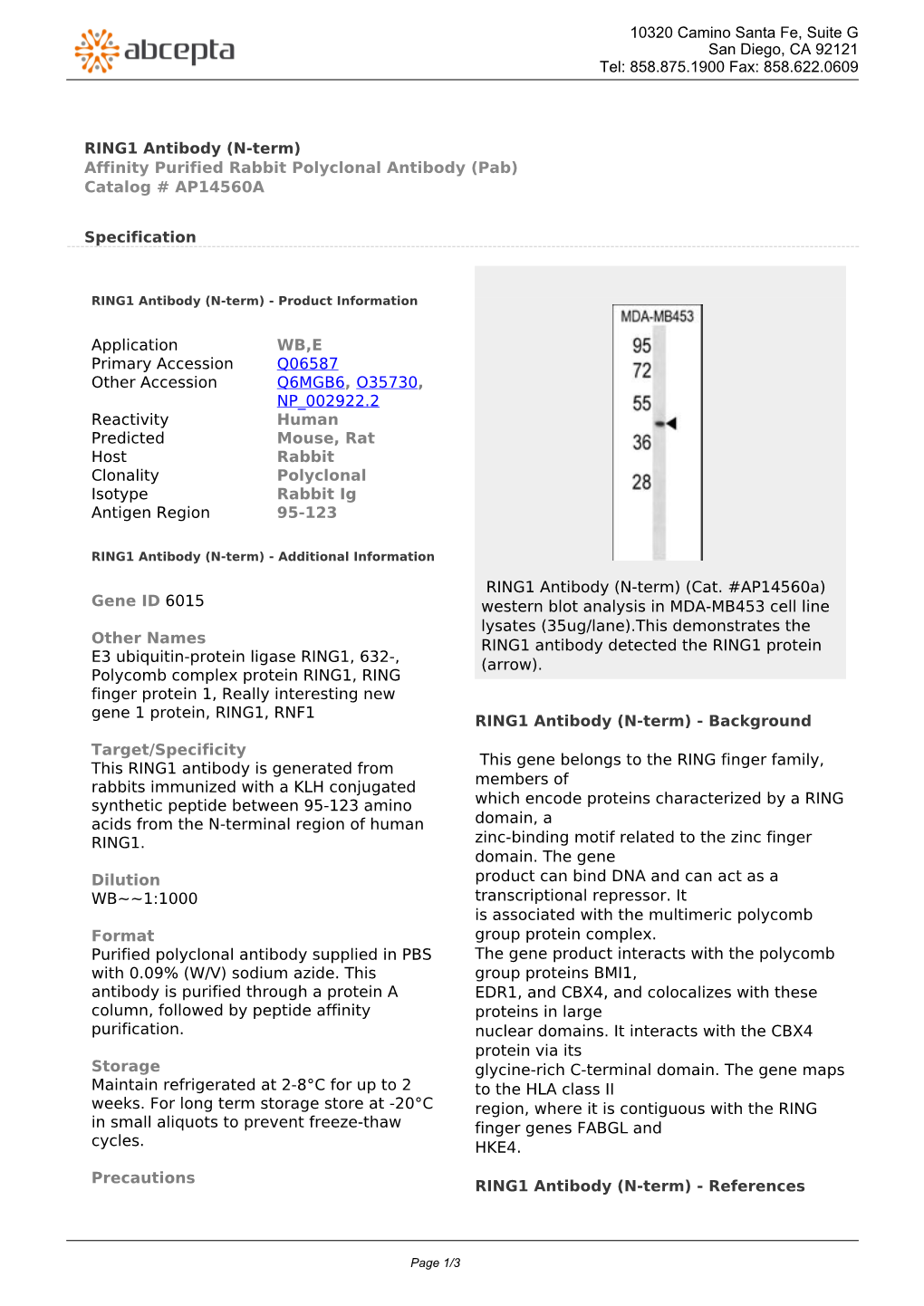 RING1 Antibody (N-Term) Affinity Purified Rabbit Polyclonal Antibody (Pab) Catalog # AP14560A