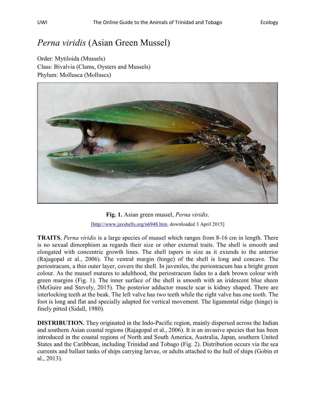 Perna Viridis (Asian Green Mussel)