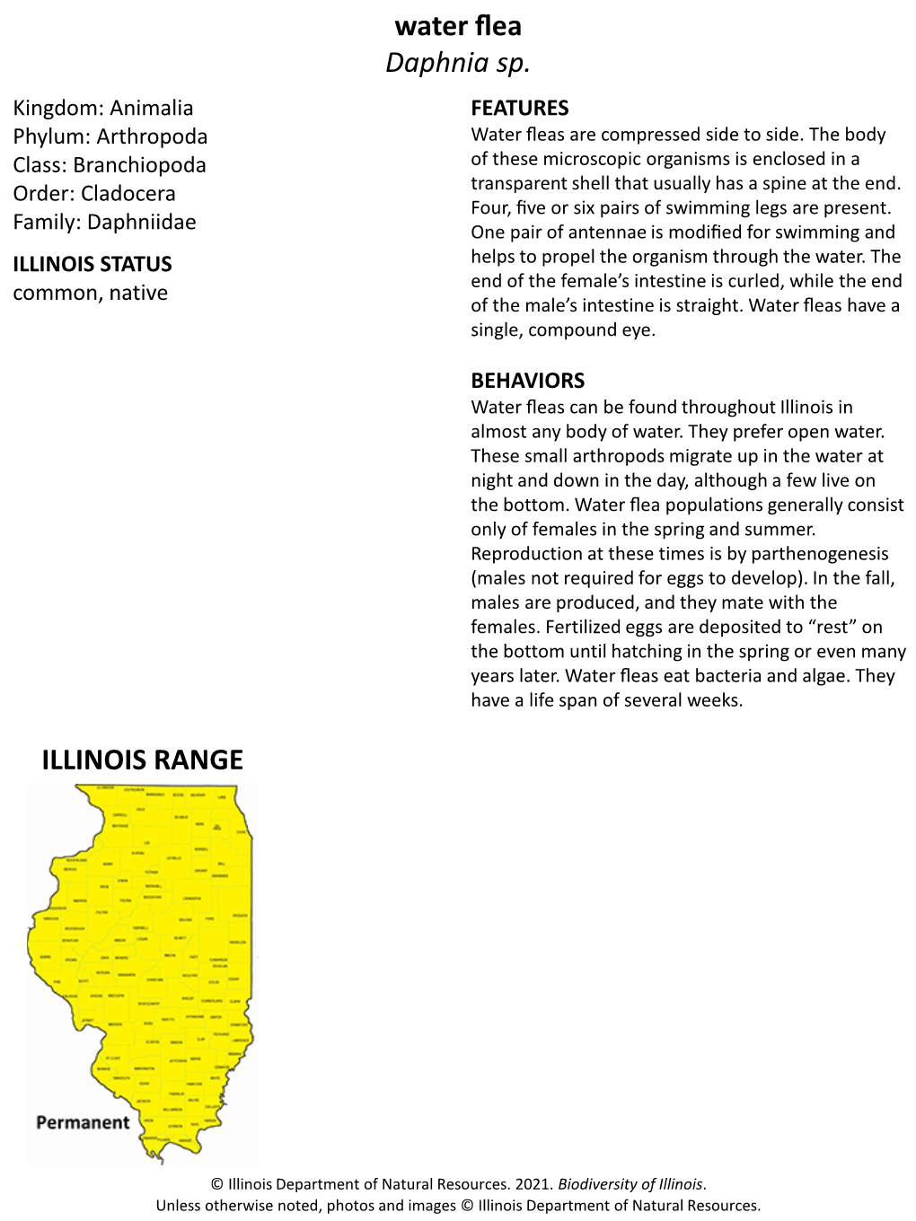 Water Flea Daphnia Sp. ILLINOIS RANGE