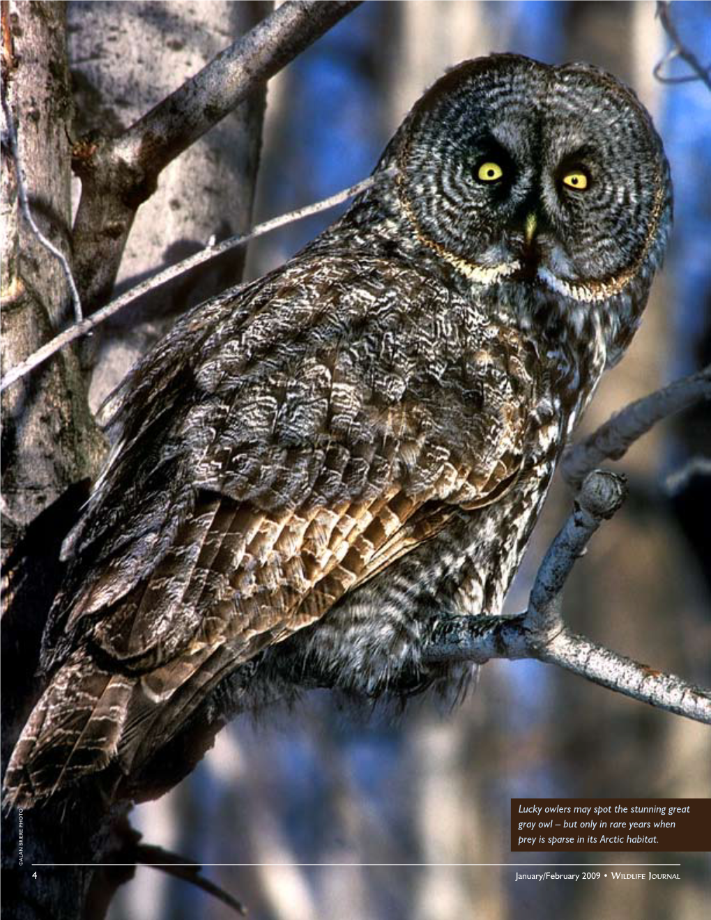 Owls-Of-Nh.Pdf