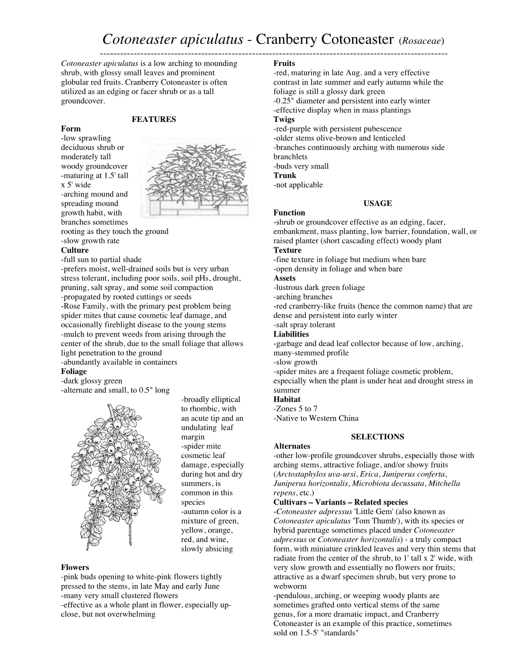 Cotoneaster Apiculatus