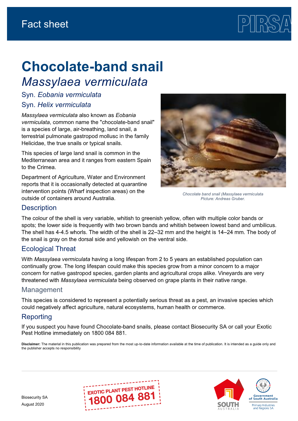 Chocolate-Band Snail Massylaea Vermiculata Syn