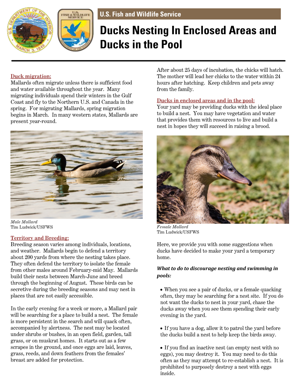 Ducks Nesting in Enclosed Areas and Ducks in the Pool